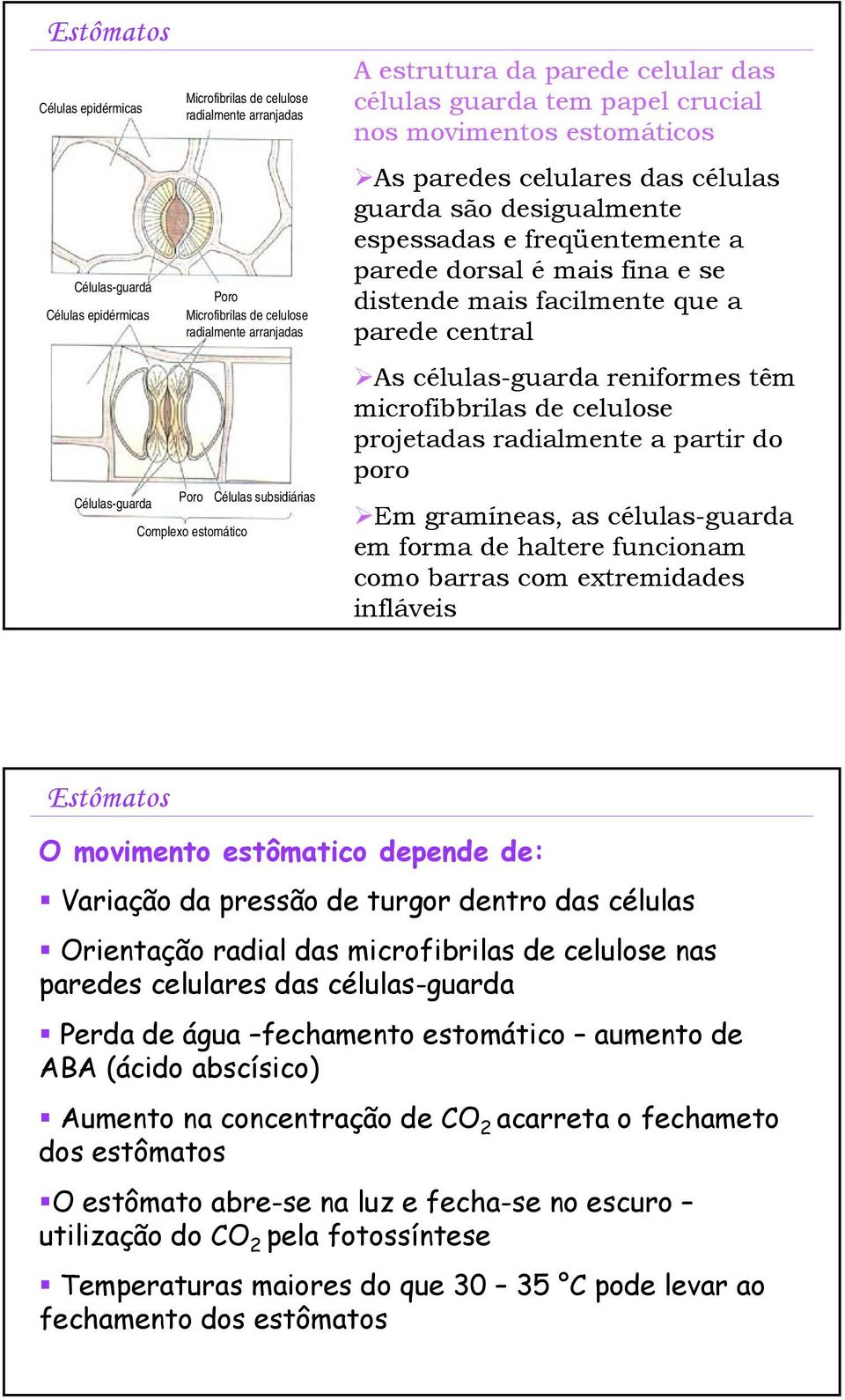 freqüentemente a parede dorsal é mais fina e se distende mais facilmente que a parede central As células-guarda reniformes têm microfibbrilas de celulose projetadas radialmente a partir do poro Em