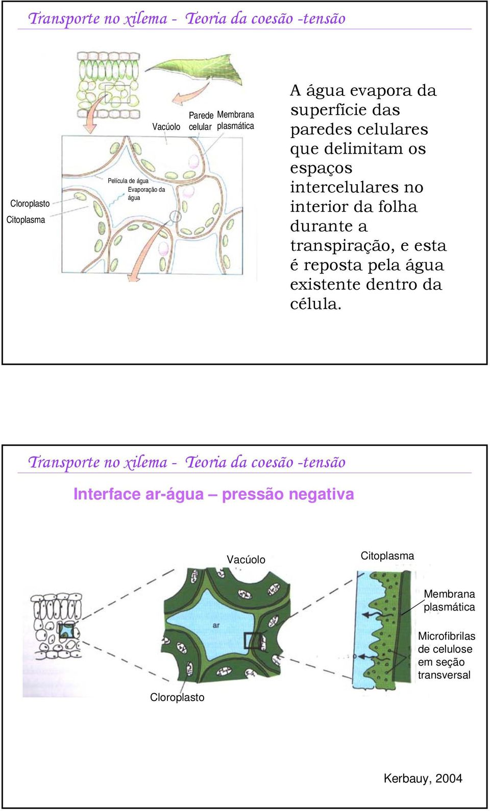 durante a transpiração, e esta é reposta pela água existente dentro da célula.