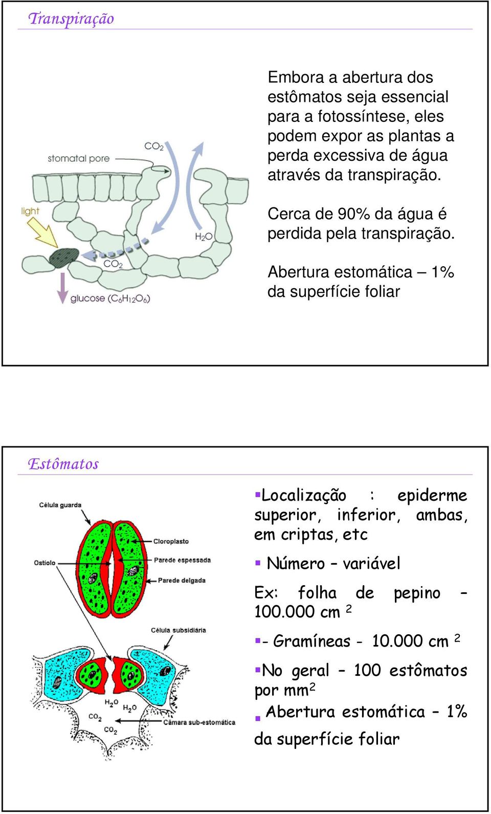 Abertura estomática 1% da superfície foliar Estômatos Localização : epiderme superior, inferior, ambas, em criptas, etc