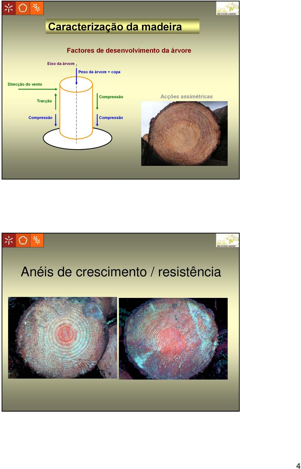 Direcção do vento Tracção Compressão Acções