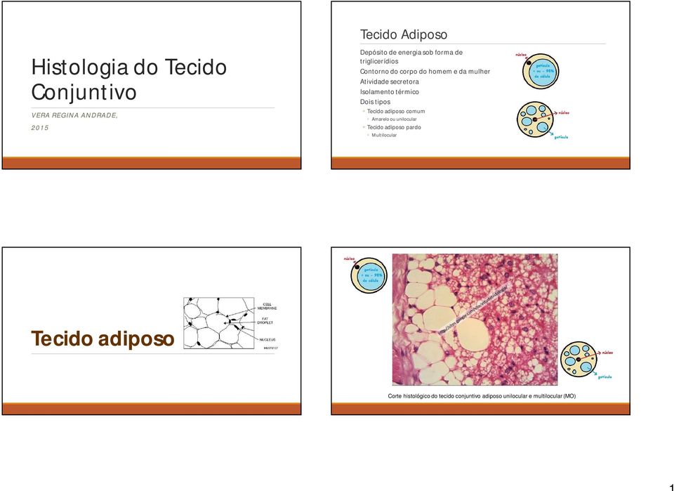 Isolamento térmico Dois tipos Tecido adiposo comum Amarelo ou unilocular Tecido adiposo pardo