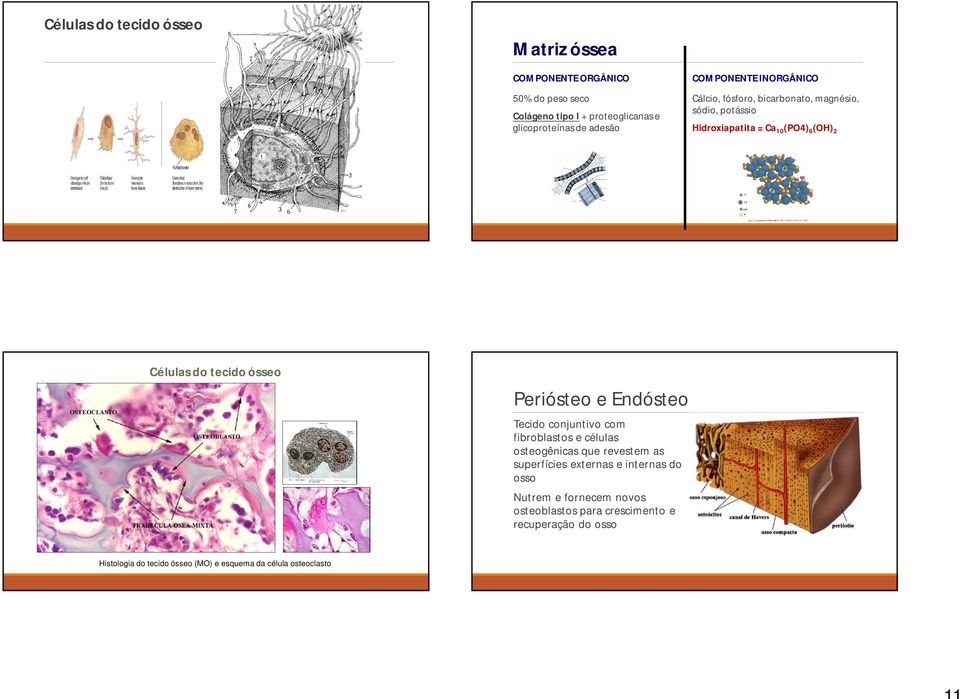 ósseo Periósteo e Endósteo Tecido conjuntivo com fibroblastos e células osteogênicas que revestem as superfícies externas e internas do