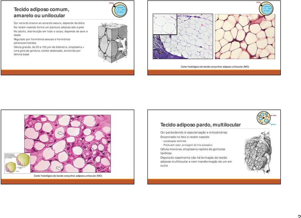 lâmina basal Corte histológico do tecido conjuntivo adiposo unilocular (MO) Tecido adiposo pardo, multilocular Cor parda devido à vascularização e mitocôndrias Encontrado no feto e recém-nascido