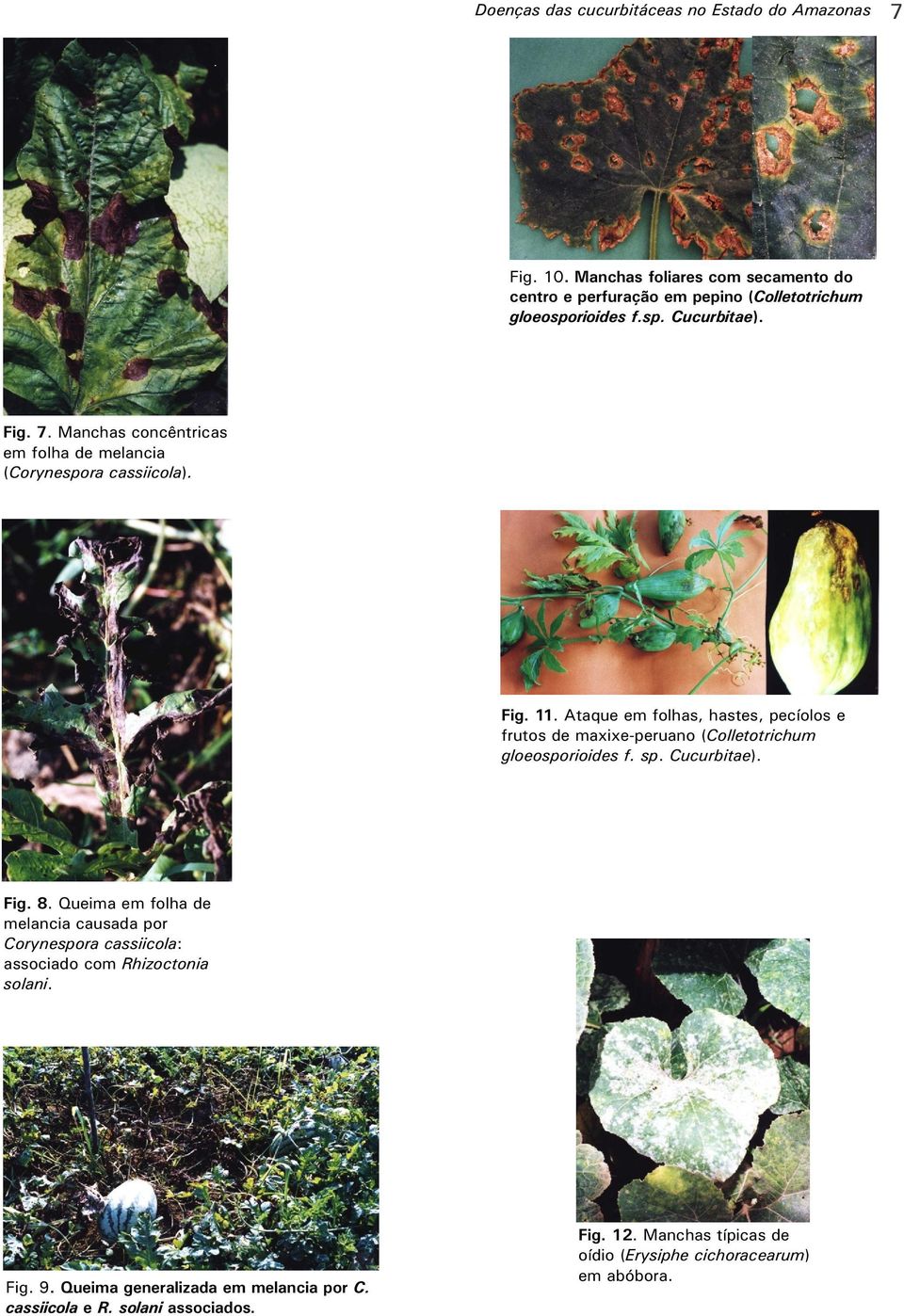 Ataque em folhas, hastes, pecíolos e frutos de maxixe-peruano (Colletotrichum gloeosporioides f. sp. Cucurbitae). Fig. 8.