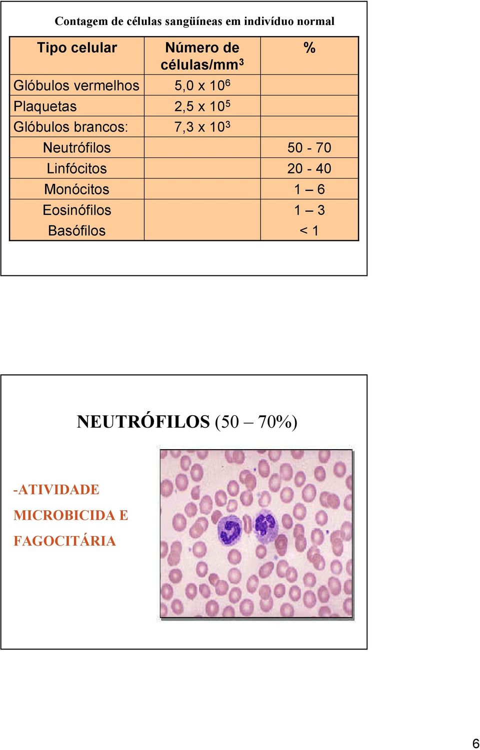 x 10 6 2,5 x 10 5 7,3 x 10 3 % 50-70 20-40 1 6 1 3 < 1 A medula óssea de uma pessoa de 60 kg produz