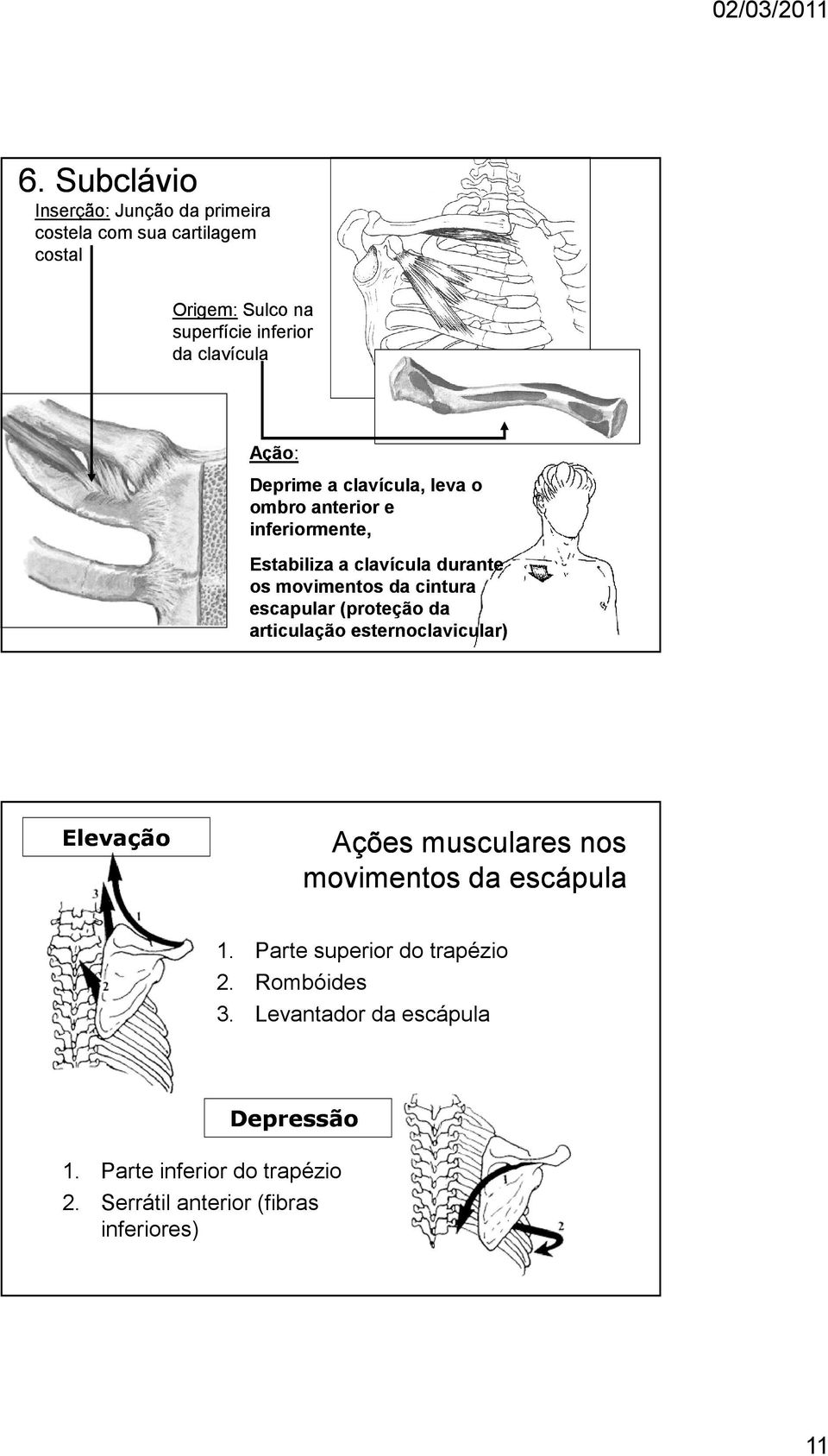 escapular (proteção da articulação esternoclavicular) Elevação Ações musculares nos movimentos da escápula 1.