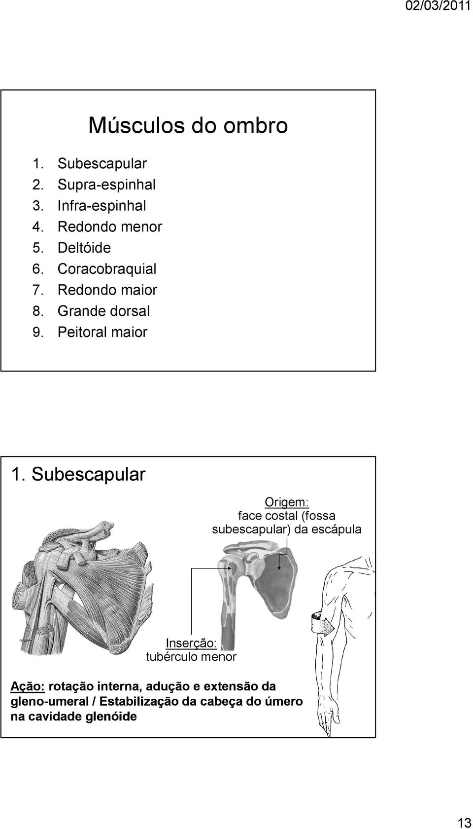 Subescapular Origem: face costal (fossa subescapular) da escápula Inserção: tubérculo menor