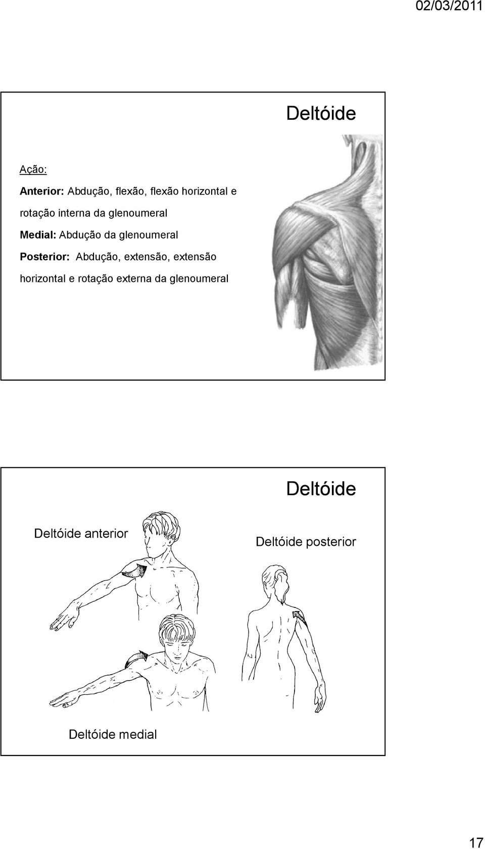 Posterior: Abdução, extensão, extensão horizontal e rotação externa