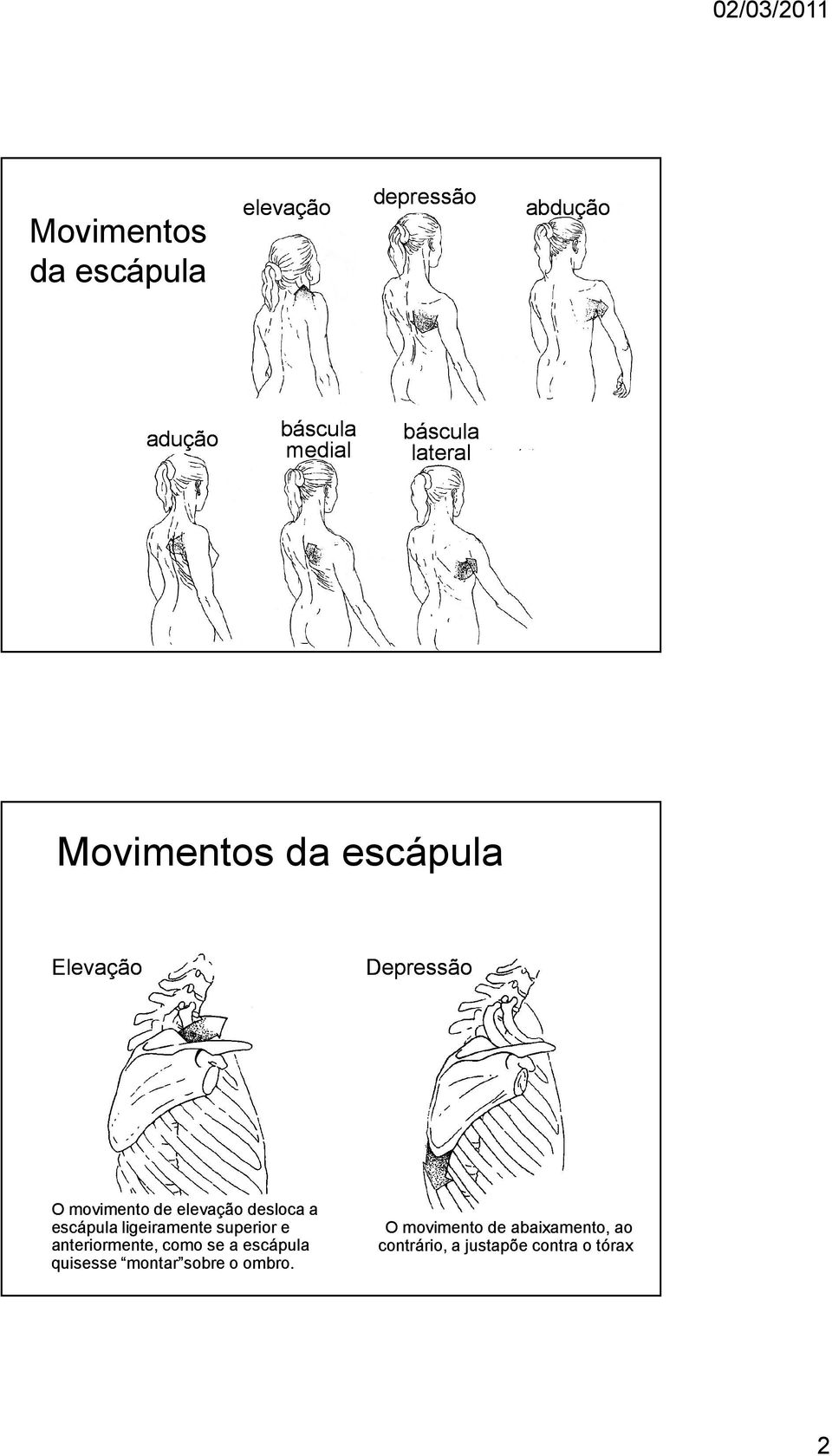 a escápula ligeiramente superior e anteriormente, como se a escápula quisesse