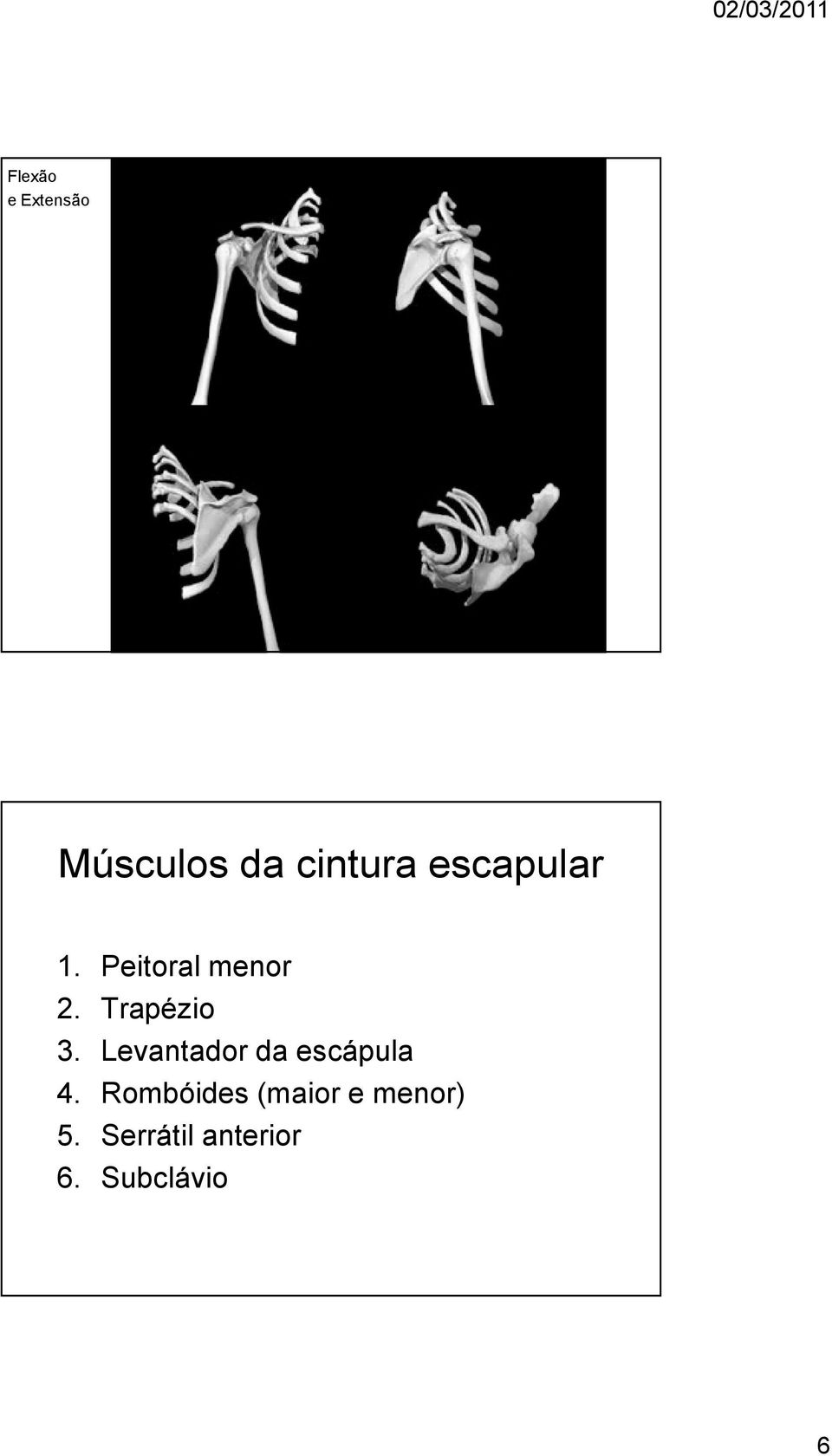 Levantador da escápula 4.