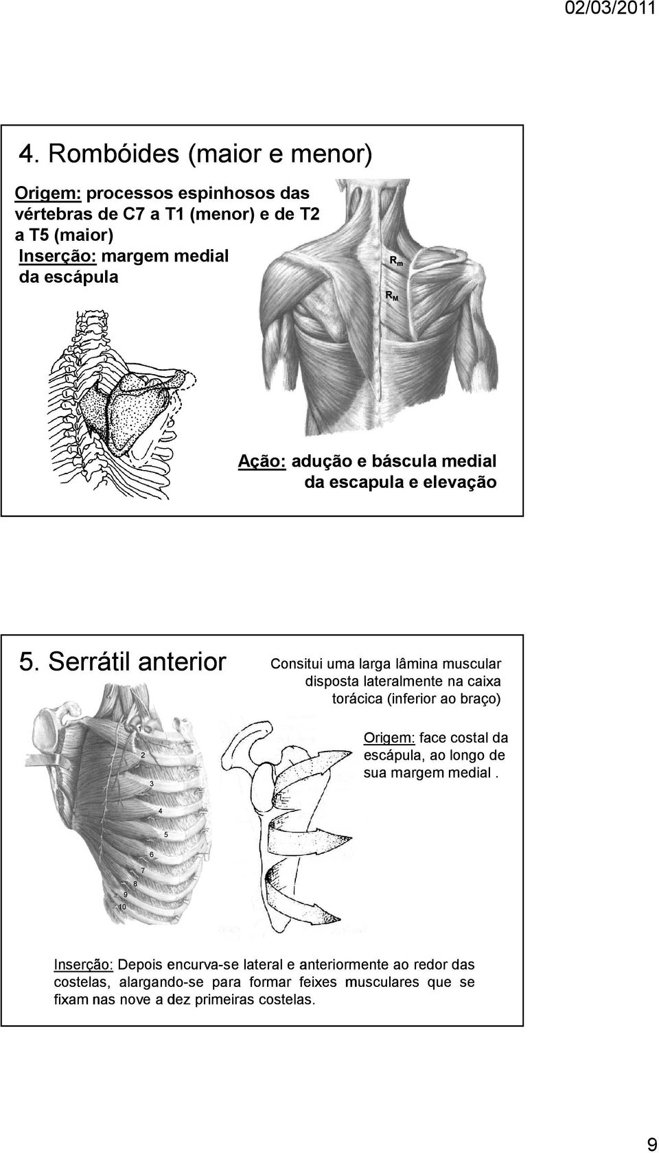 Serrátil anterior Consitui uma larga lâmina muscular disposta lateralmente na caixa torácica (inferior ao braço) 1 2 3 Origem: face costal da