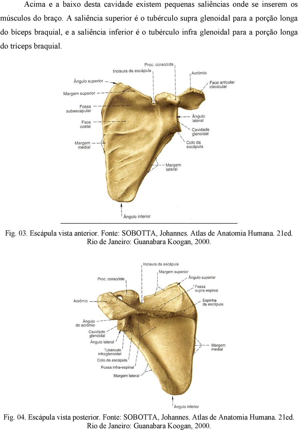 glenoidal para a porção longa do tríceps braquial. Fig. 03. Escápula vista anterior. Fonte: SOBOTTA, Johannes. Atlas de Anatomia Humana.