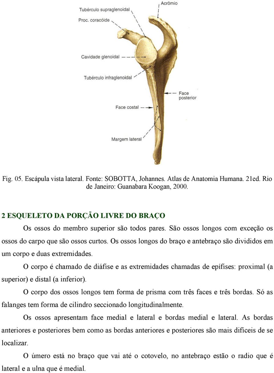 Os ossos longos do braço e antebraço são divididos em um corpo e duas extremidades. O corpo é chamado de diáfise e as extremidades chamadas de epífises: proximal (a superior) e distal (a inferior).