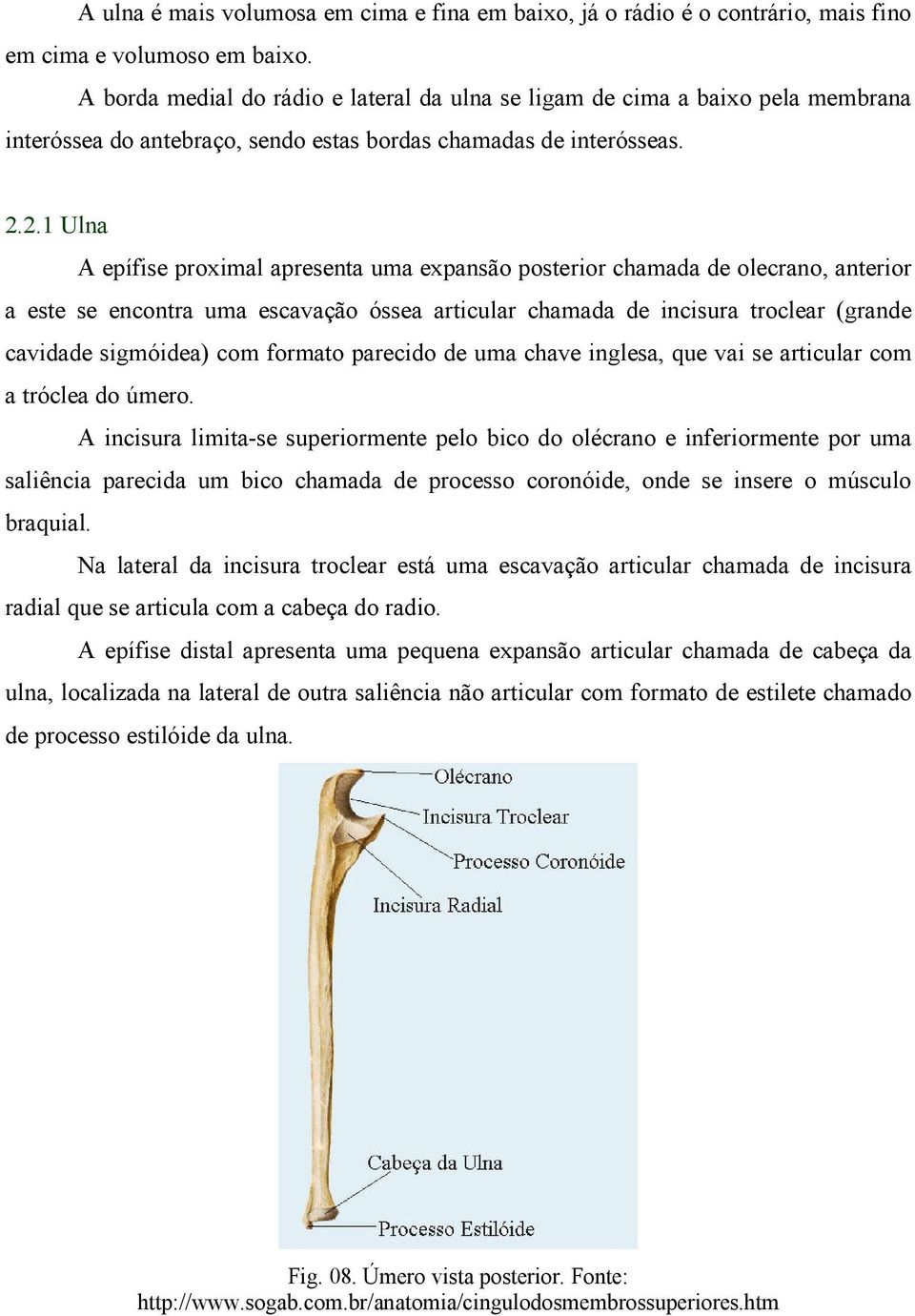 2.1 Ulna A epífise proximal apresenta uma expansão posterior chamada de olecrano, anterior a este se encontra uma escavação óssea articular chamada de incisura troclear (grande cavidade sigmóidea)