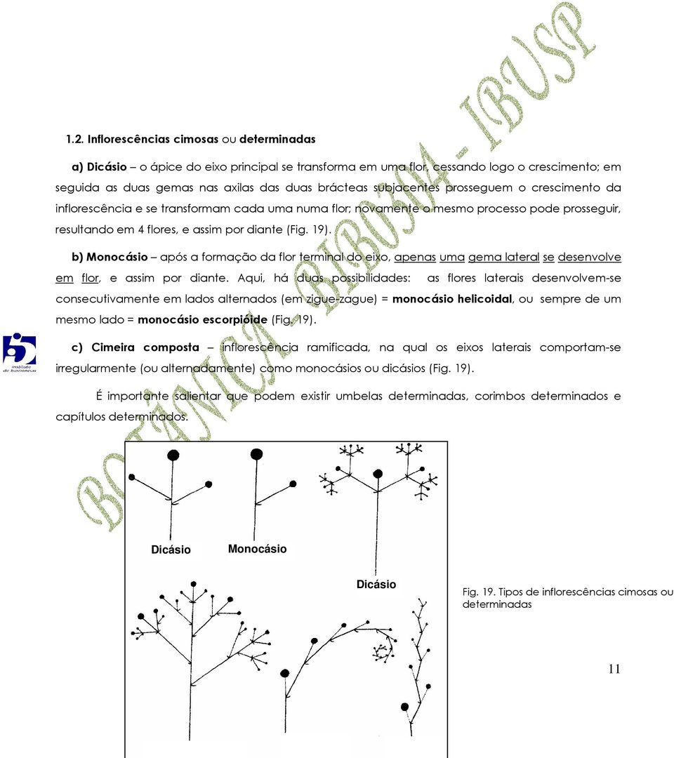 b) Monocásio após a formação da flor terminal do eixo, apenas uma gema lateral se desenvolve em flor, e assim por diante.