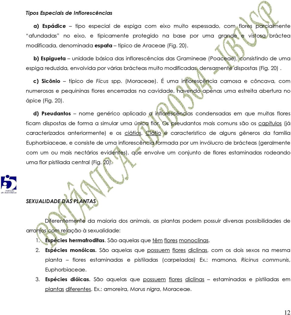 b) Espigueta unidade básica das inflorescências das Gramineae (Poaceae), consistindo de uma espiga reduzida, envolvida por várias brácteas muito modificadas, densamente dispostas (Fig. 20).