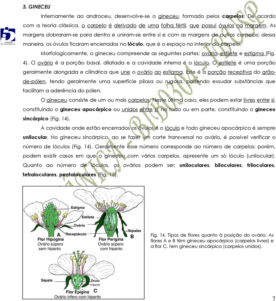 Morfologicamente, o gineceu compreende as seguintes partes: ovário, estilete e estigma (Fig. 4). O ovário é a porção basal, dilatada e a cavidade interna é o lóculo.