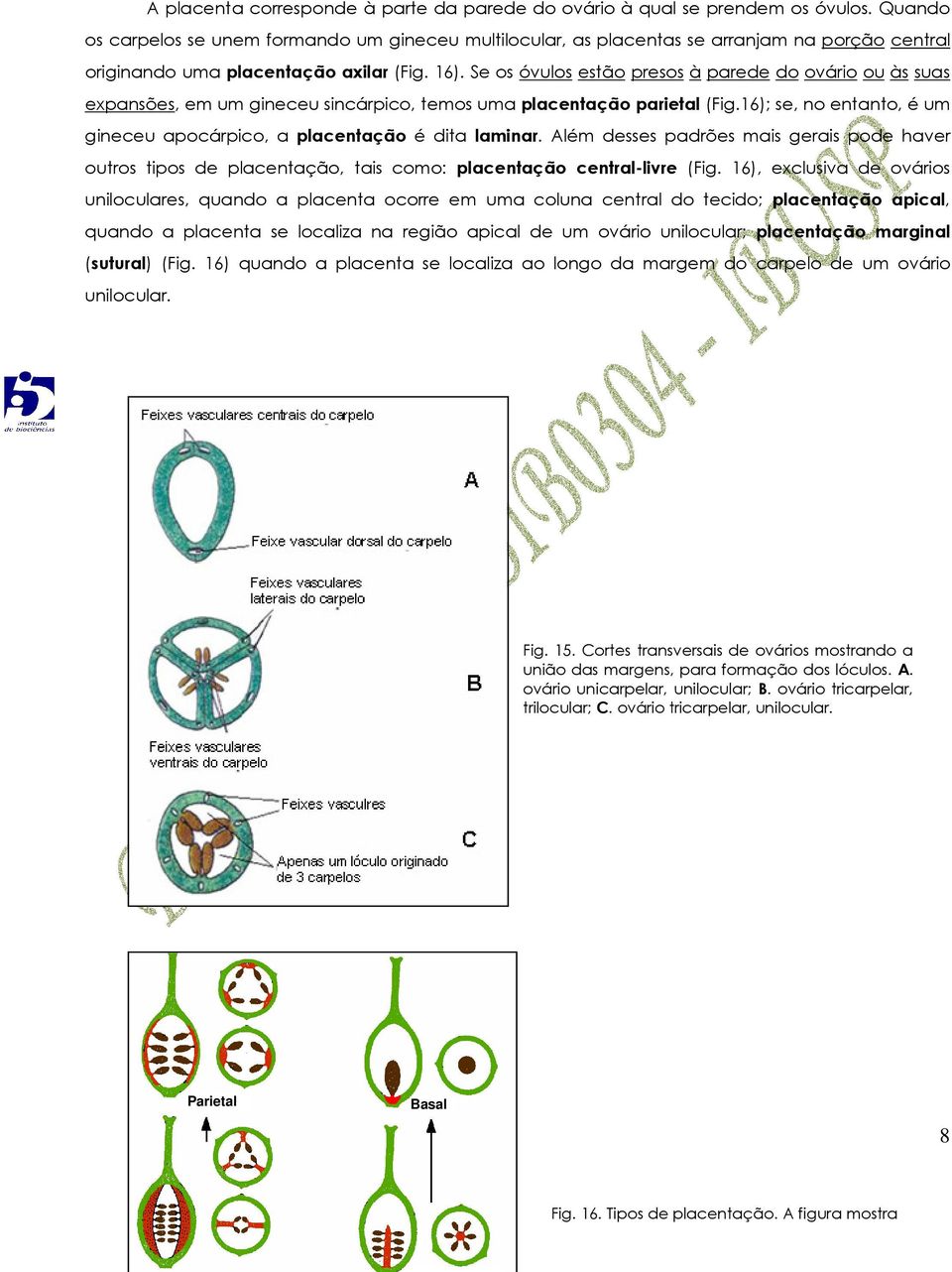 Se os óvulos estão presos à parede do ovário ou às suas expansões, em um gineceu sincárpico, temos uma placentação parietal (Fig.