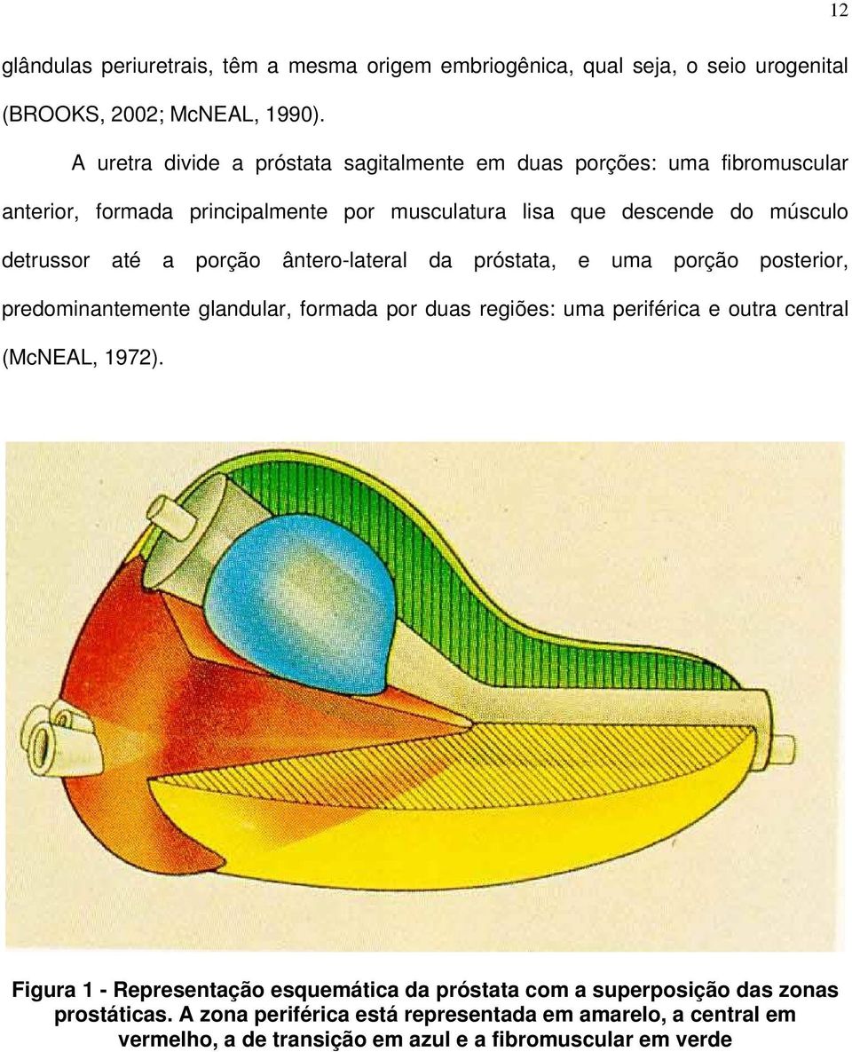 até a porção ântero-lateral da próstata, e uma porção posterior, predominantemente glandular, formada por duas regiões: uma periférica e outra central (McNEAL,