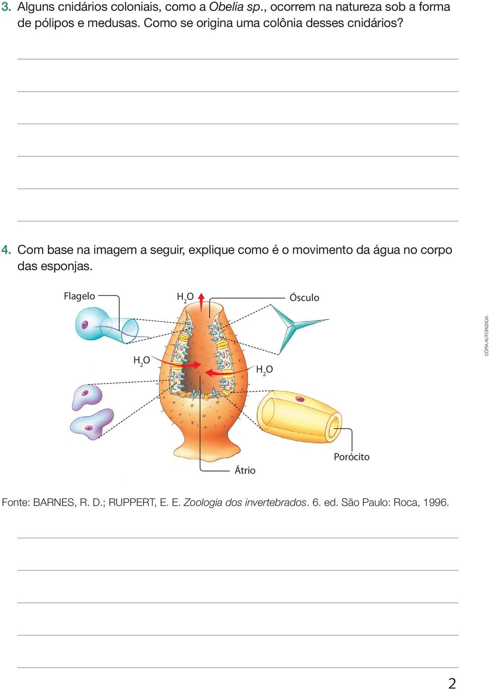 Como se origina uma colônia desses cnidários? 4.