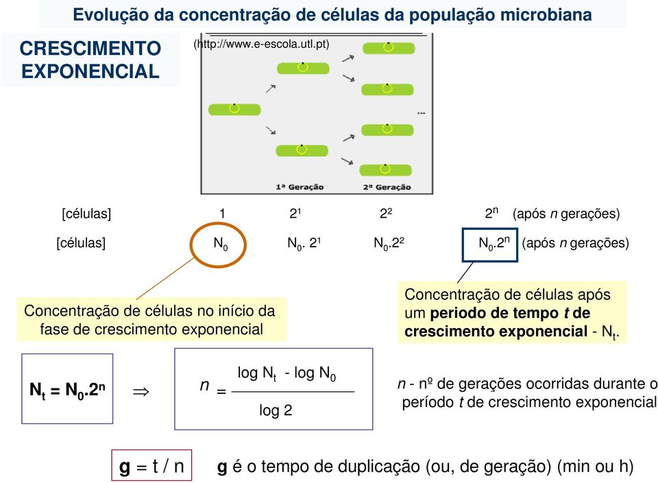 2 n (após n gerações) Concentração de células no início da fase de crescimento exponencial Concentração de células após um periodo de