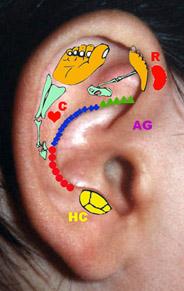 Aurículo (orelha) + terapia (tratamento), ou seja, um tratamento através da orelha.