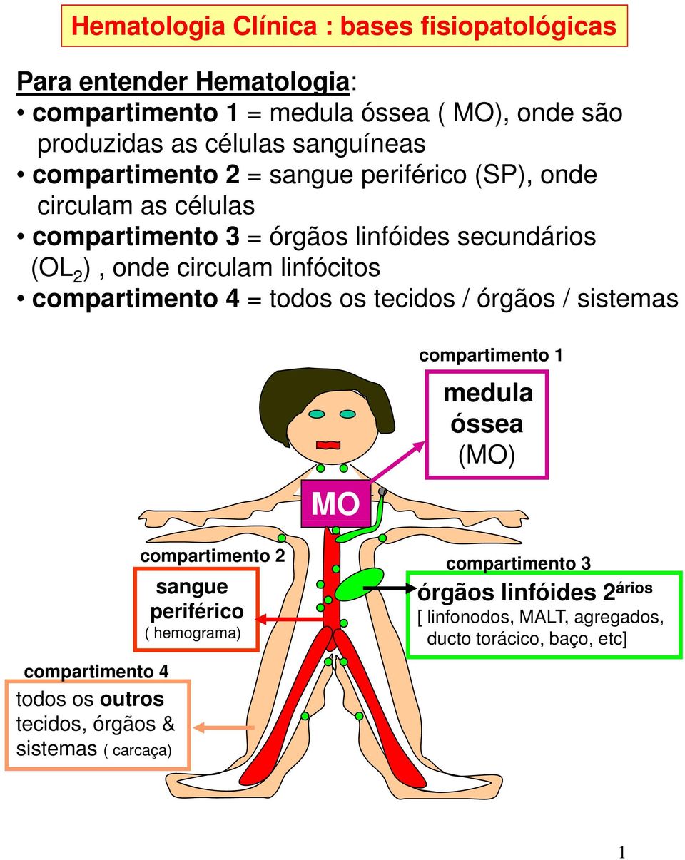 todos os tecidos / órgãos / sistemas MO compartimento 1 medula óssea (MO) compartimento 4 todos os outros tecidos, órgãos & sistemas (