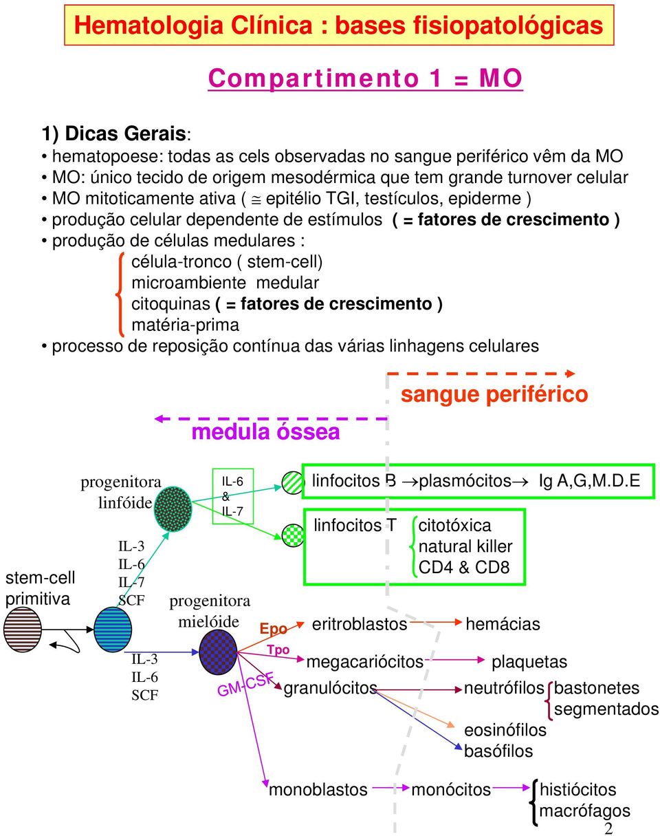 citoquinas ( = fatores de crescimento ) matéria-prima processo de reposição contínua das várias linhagens celulares medula óssea sangue periférico stem-cell primitiva progenitora linfóide IL-3 IL-6