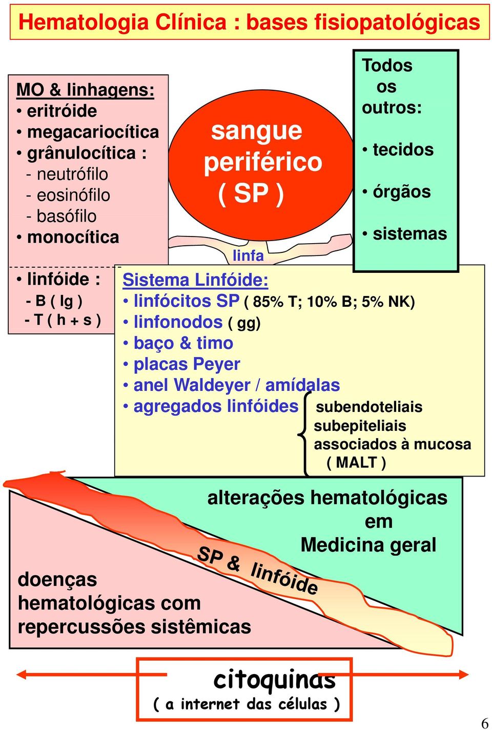 linfonodos ( gg) baço & timo placas Peyer anel Waldeyer / amídalas agregados linfóides doenças hematológicas com repercussões sistêmicas