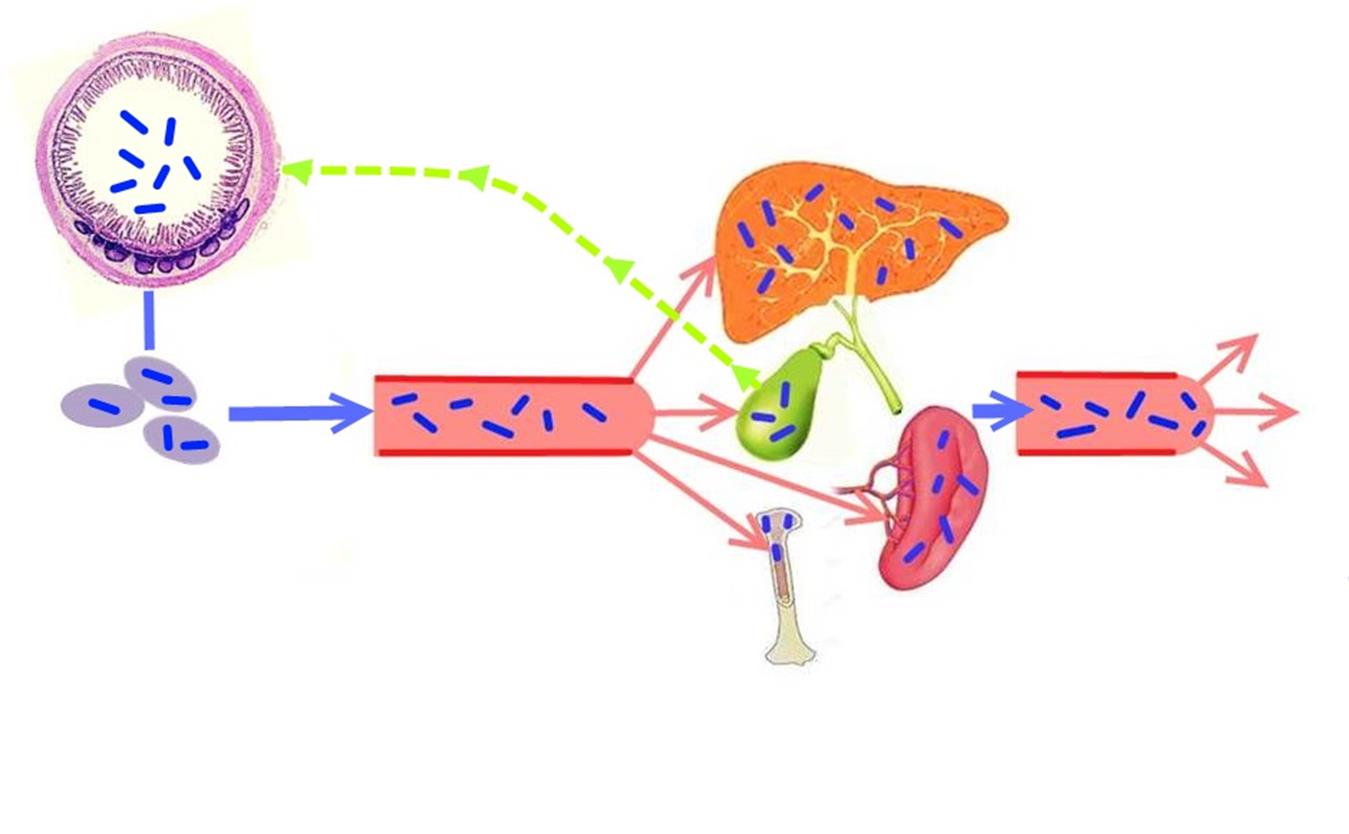 Patogênese da Febre Tifóide íleo terminal Re-infecção através de bile pode afetar qualquer órgão placas de Peyer disseminação