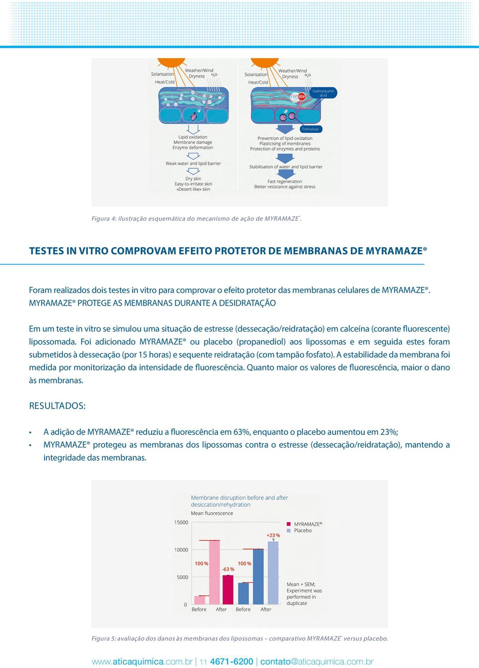 MYRAMAZE PROTEGE AS MEMBRANAS DURANTE A DESIDRATAÇÃO Em um teste in vitro se simulou uma situação de estresse (dessecação/reidratação) em calceína (corante fluorescente) lipossomada.