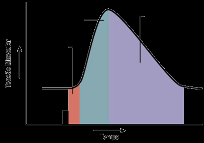 1. potencial de ação no neurônio motor 2. Potencial de placa 3.