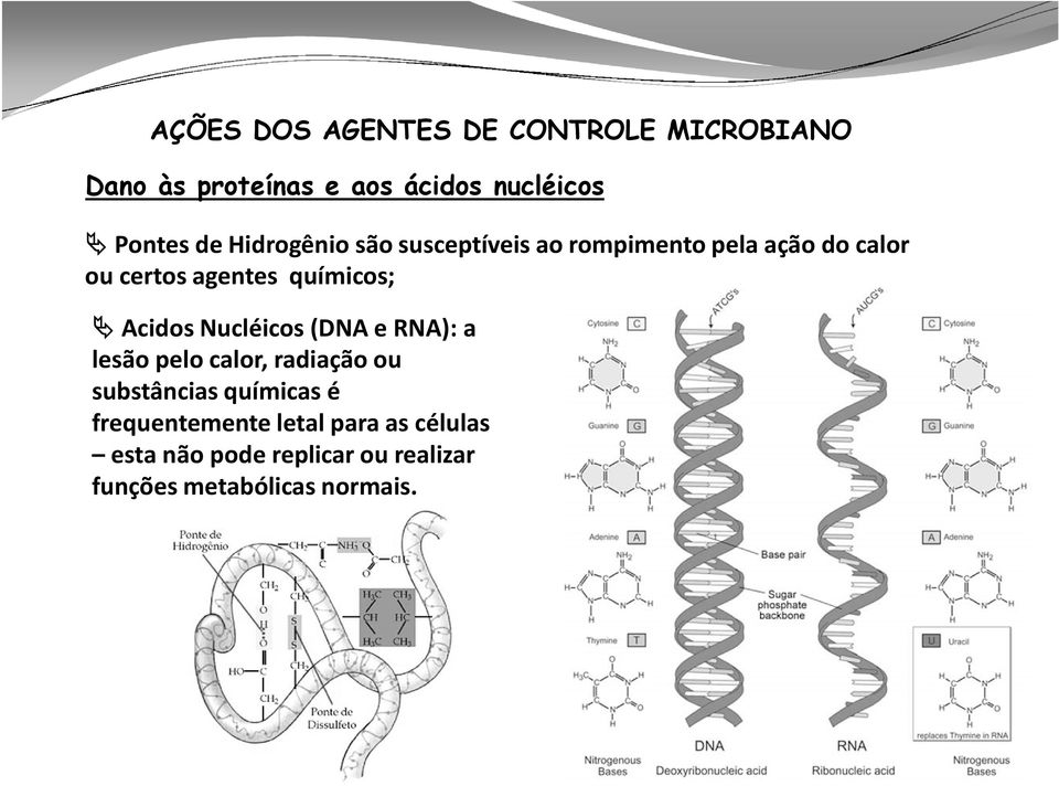 Acidos Nucléicos (DNA e RNA): a lesão pelo calor, radiação ou substâncias químicas é