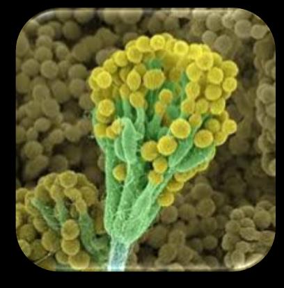 Ascomicetos Grande importância biotecnológica Indústria alimentícia Saccharomyces cerevisiae