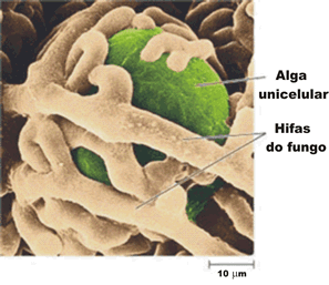 Líquens Alga/ cianobactéria + fungo