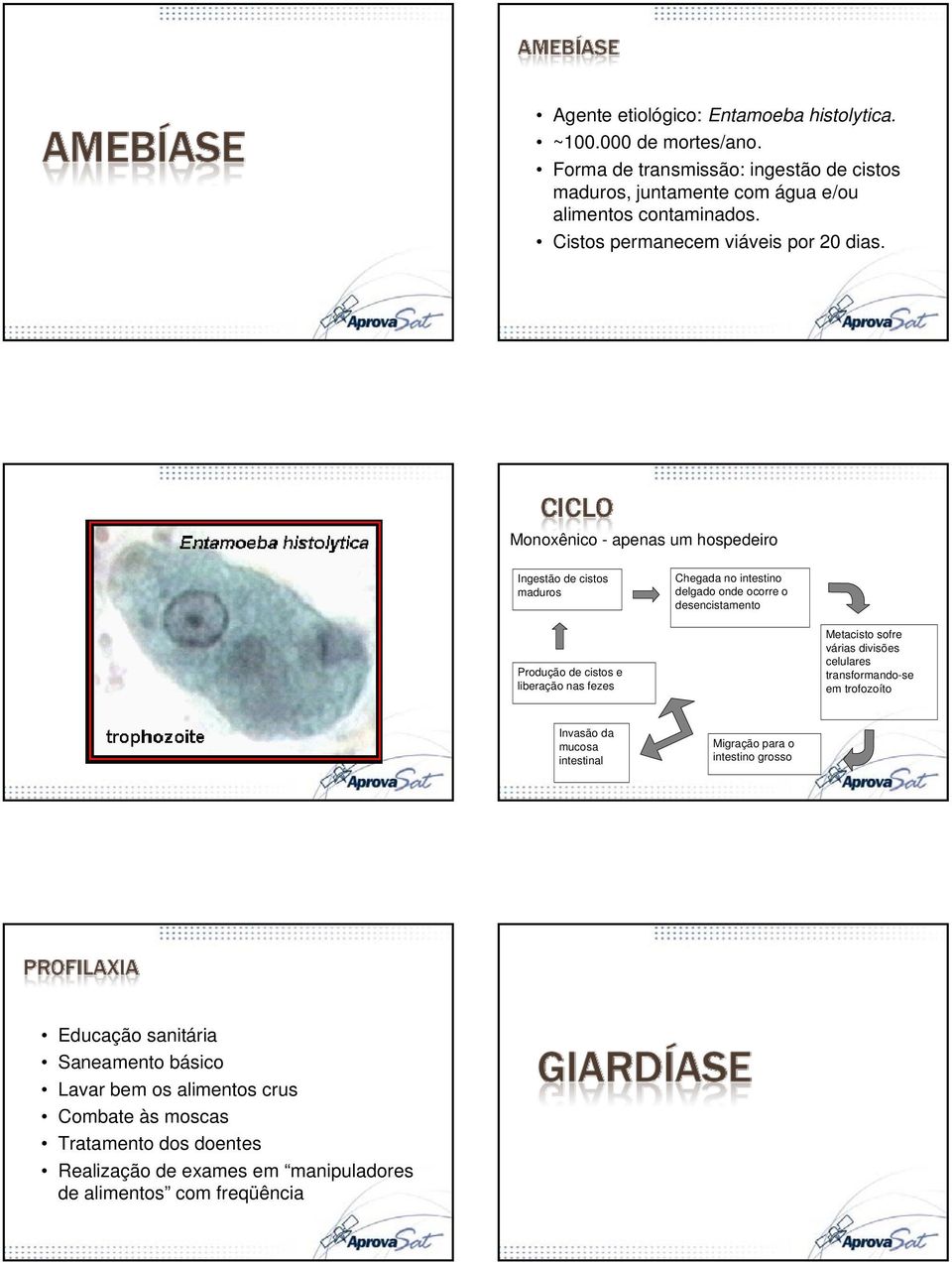 Monoxênico - apenas um hospedeiro Ingestão de cistos maduros Chegada no intestino delgado onde ocorre o desencistamento Produção de cistos e liberação nas fezes