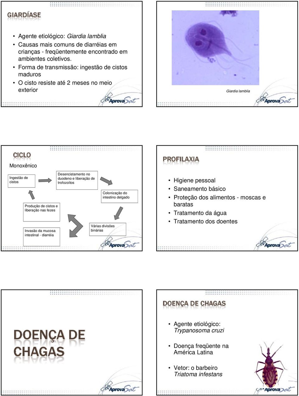 nas fezes Invasão da mucosa intestinal - diarréia Desencistamento no duodeno e liberação de trofozoítos Colonização do intestino delgado Várias divisões binárias Higiene