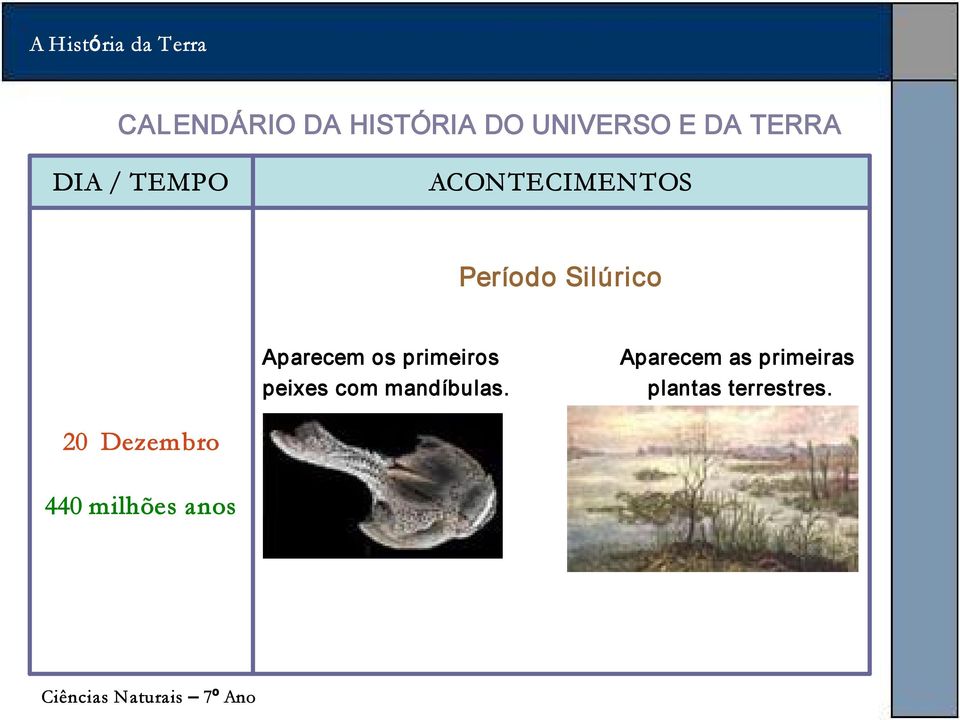 Aparecem as primeiras plantas