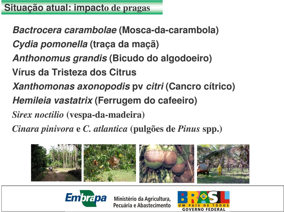 Citrus Xanthomonas axonopodis pv citri (Cancro cítrico) Hemileia vastatrix (Ferrugem