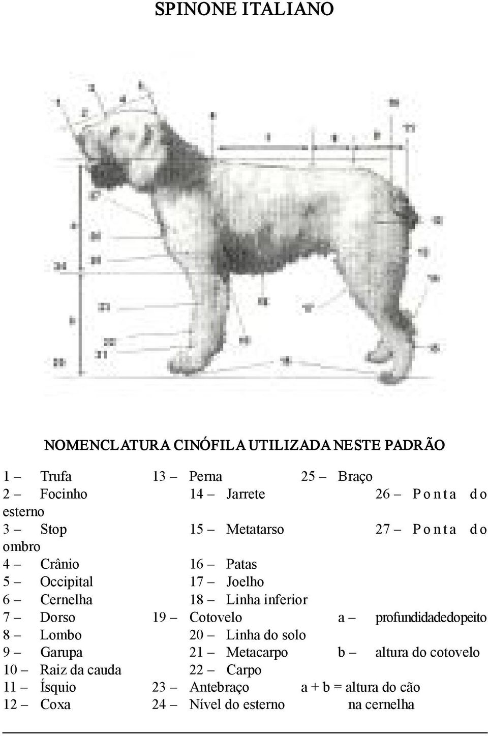 Linha inferior 7 Dorso 19 Cotovelo a profundidade do peito 8 Lombo 20 Linha do solo 9 Garupa 21 Metacarpo b altura