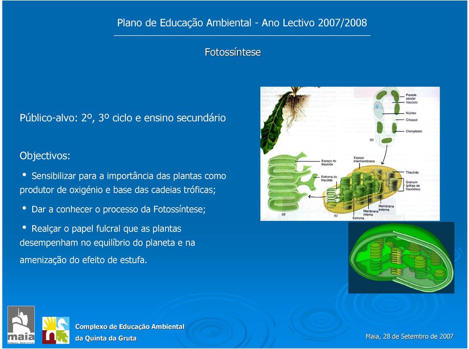 tróficas; i Dar a conhecer o processo da Fotossíntese; i Realçar o papel