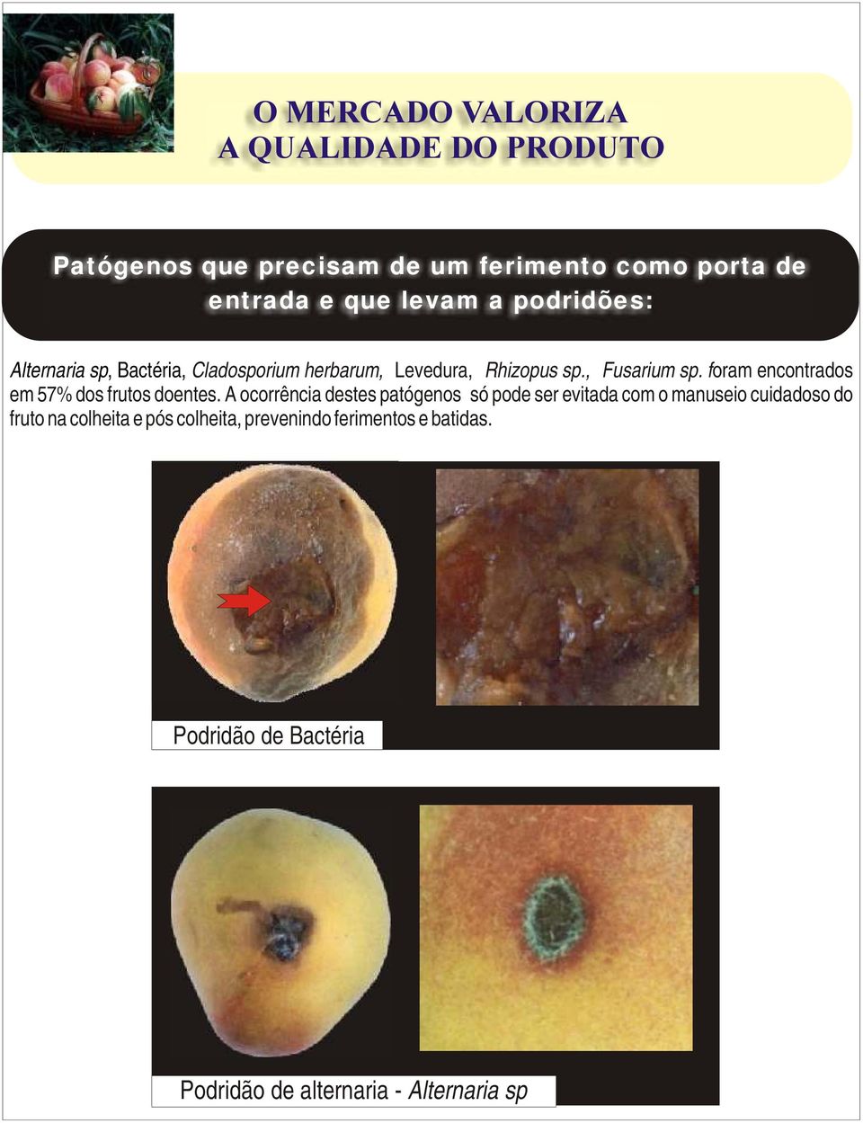 foram encontrados em 57% dos frutos doentes.