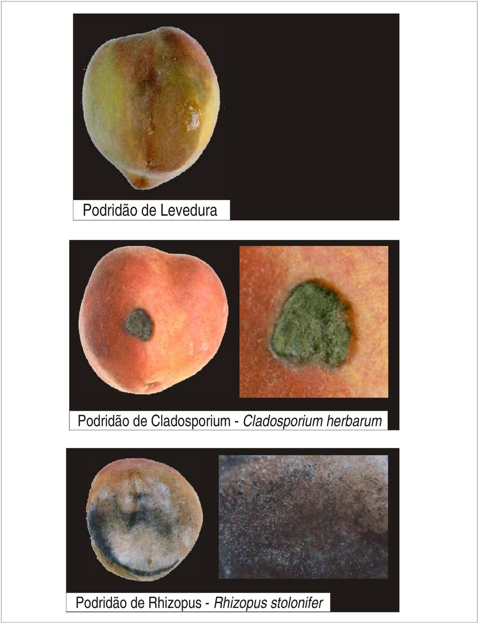 Cladosporium herbarum