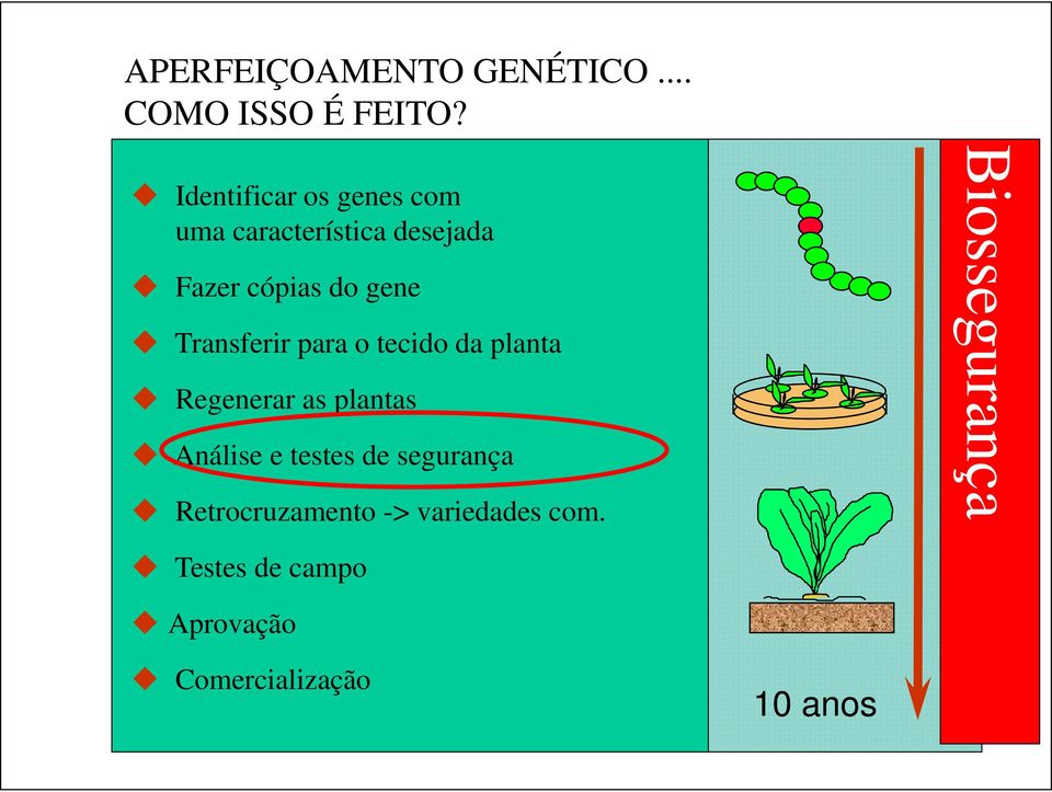 Transferir para o tecido da planta Regenerar as plantas Análise e testes de