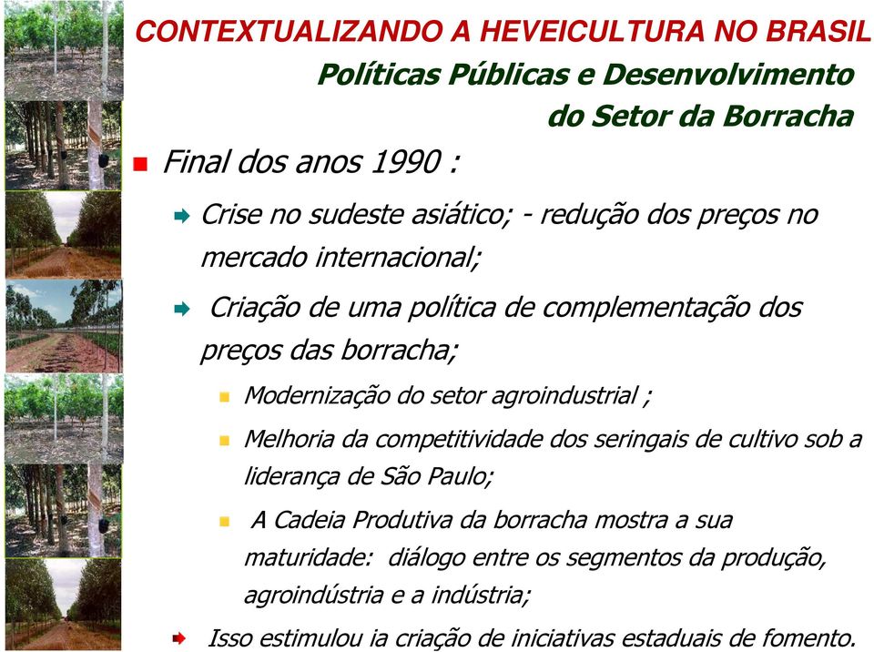 setor agroindustrial ; Melhoria da competitividade dos seringais de cultivo sob a liderança de São Paulo; A Cadeia Produtiva da borracha