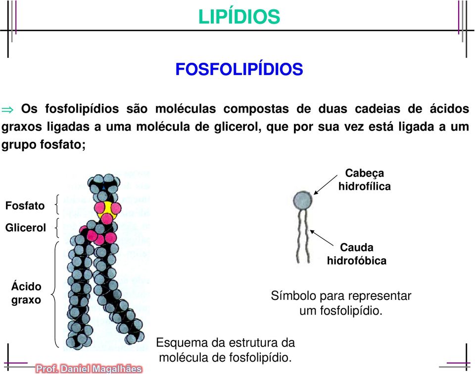 fosfato; Fosfato Glicerol Ácido graxo Cabeça hidrofílica Cauda hidrofóbica Símbolo