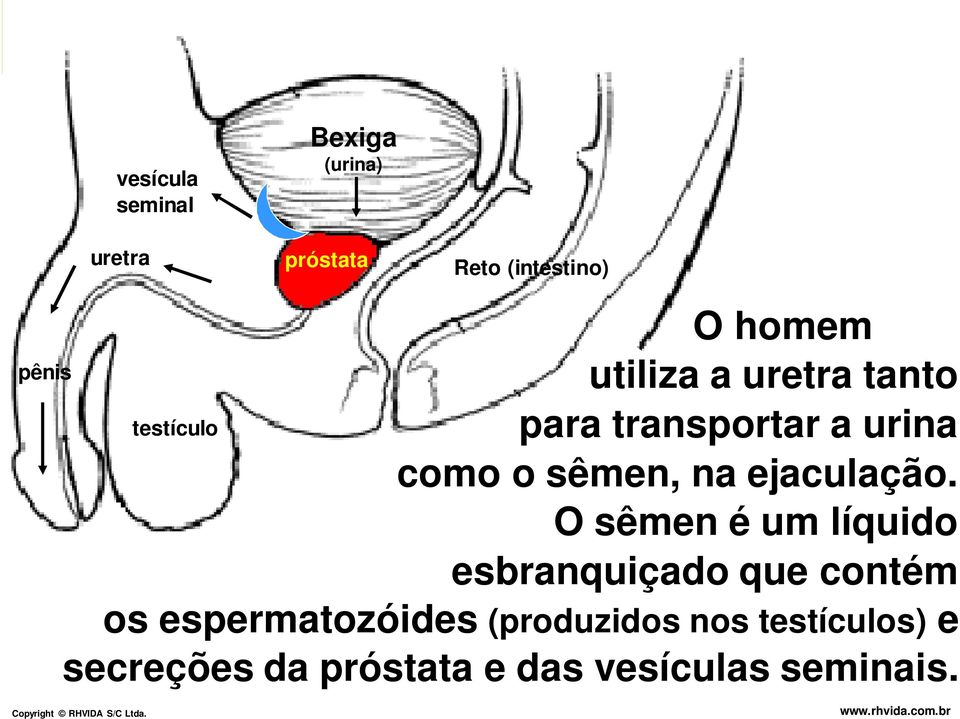 sêmen, na ejaculação.