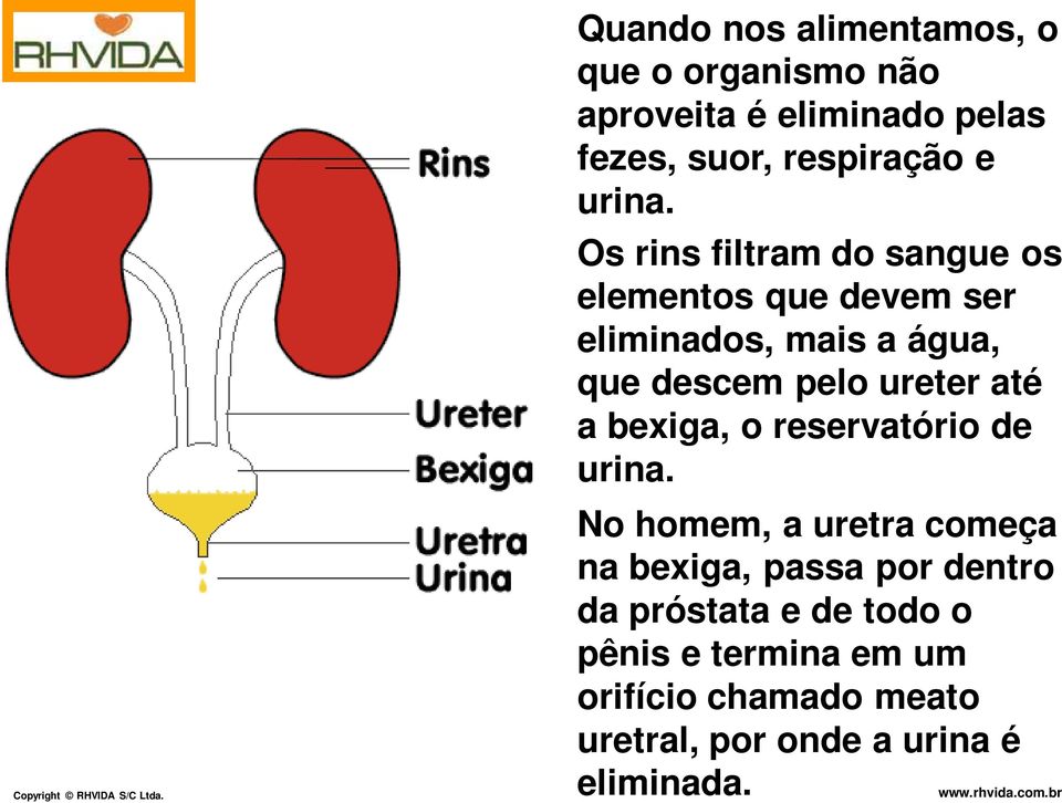 Os rins filtram do sangue os elementos que devem ser eliminados, mais a água, que descem pelo ureter