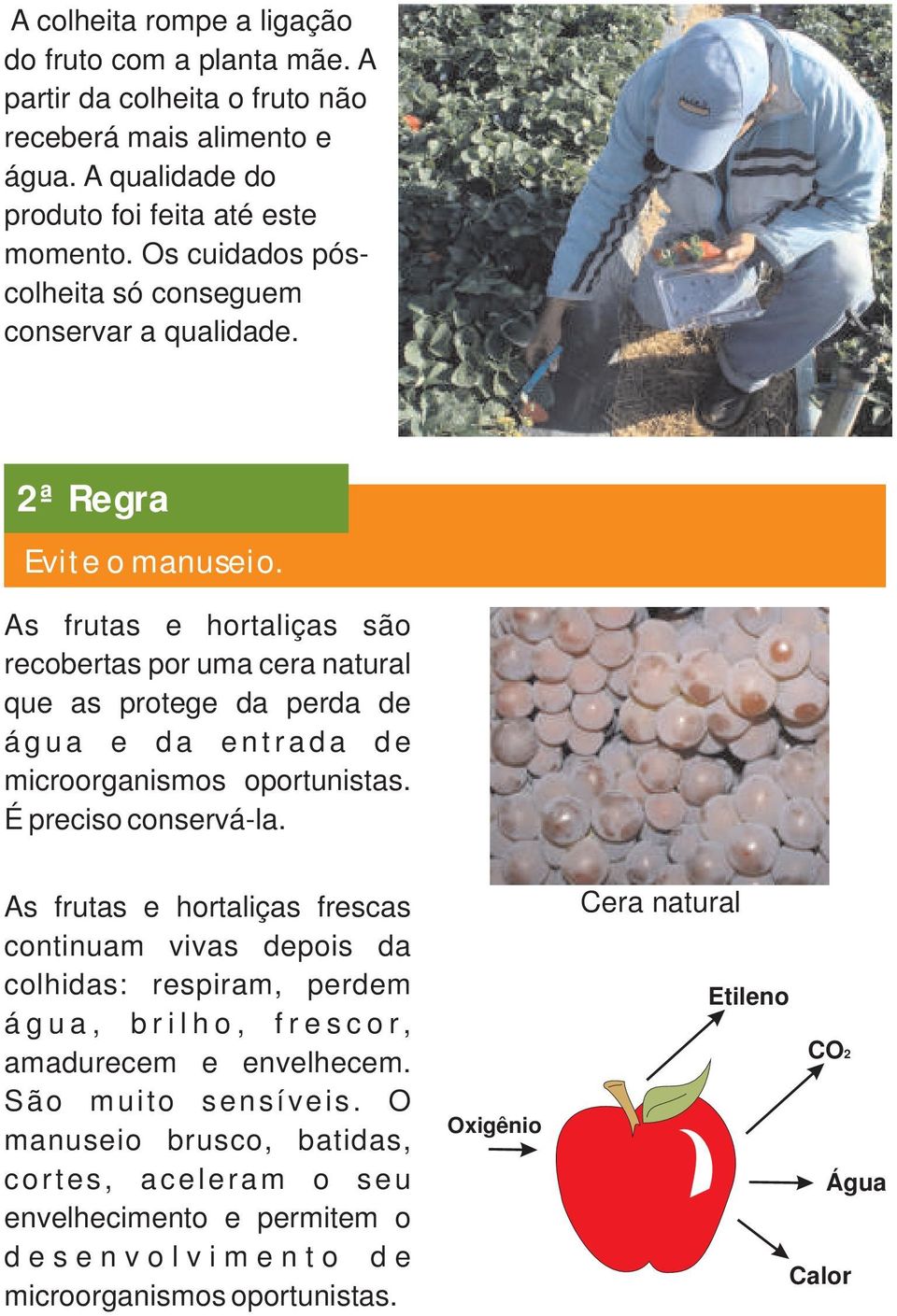 As frutas e hortaliças são recobertas por uma cera natural que as protege da perda de á g u a e d a e n t r a d a d e microorganismos oportunistas. É preciso conservá-la.