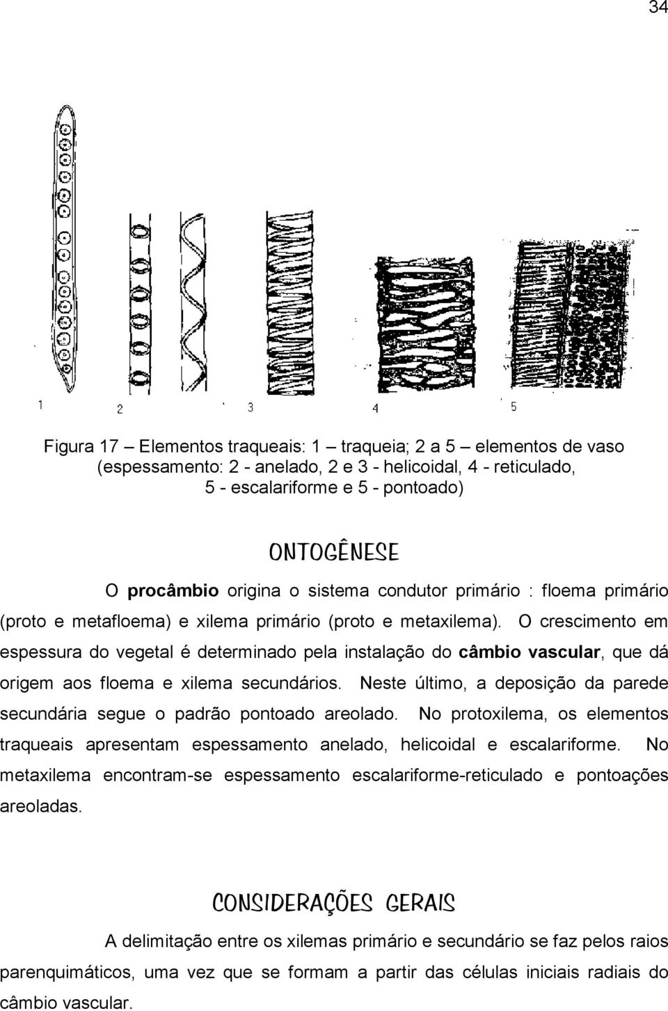 O crescimento em espessura do vegetal é determinado pela instalação do câmbio vascular, que dá origem aos floema e xilema secundários.